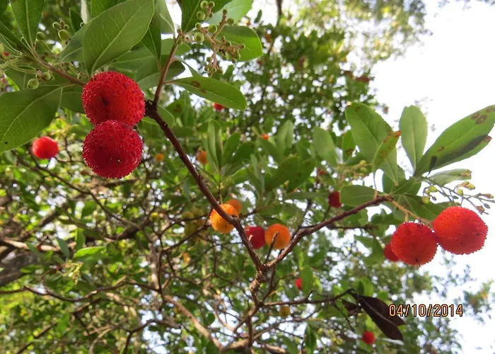 Casas Da Encosta Semesterbostad Proença-a-Nova